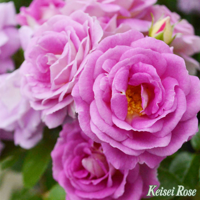 【バラ苗】アークティックブルー (2026年3月発送)