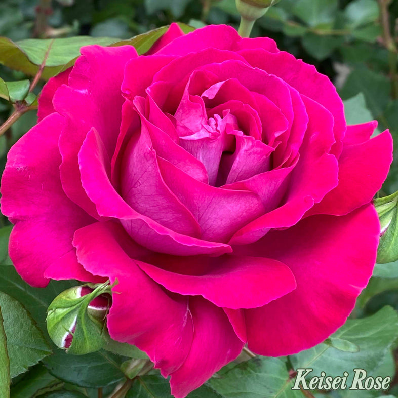 【バラ苗】ジョリーメロディ (2026年3月発送)