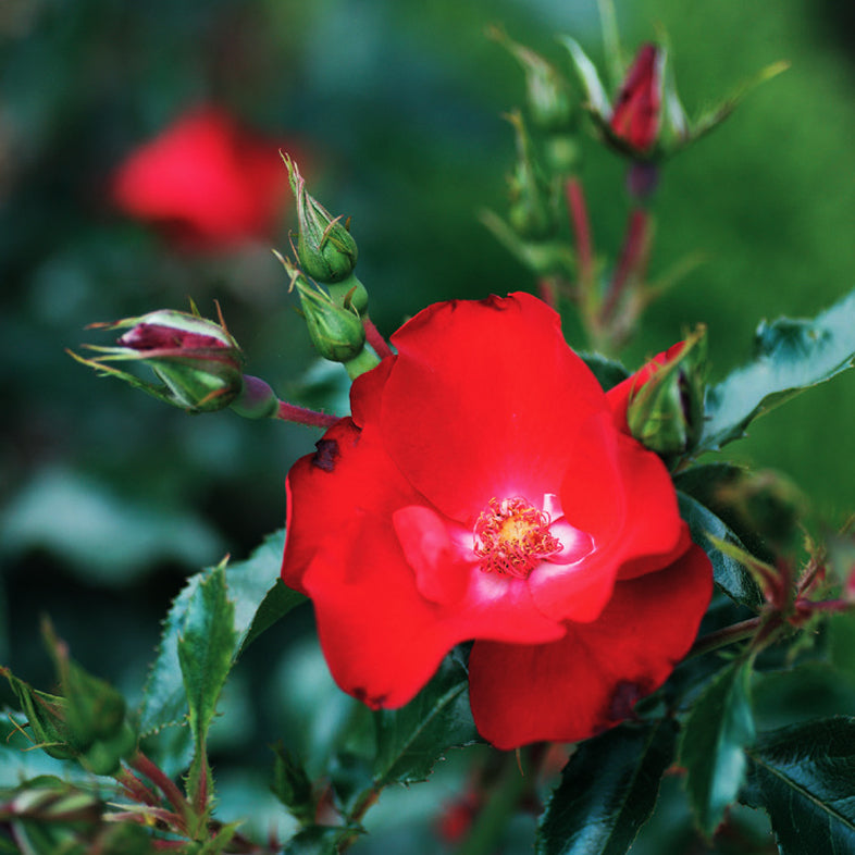 花巻温泉バラ園オリジナル品種「ホット羽山」バラ苗 (2026年3月発送)