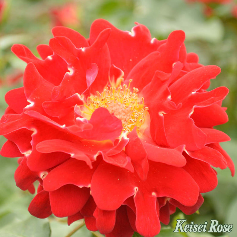 【バラ苗】レッド レディ ラッフル