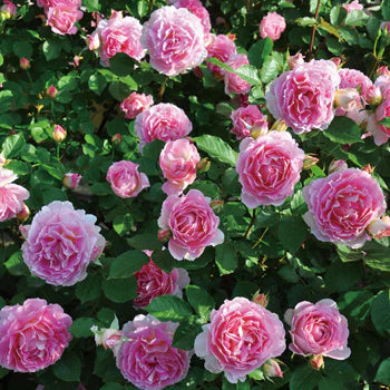 【バラ苗】ペネロペイア (2026年3月発送)