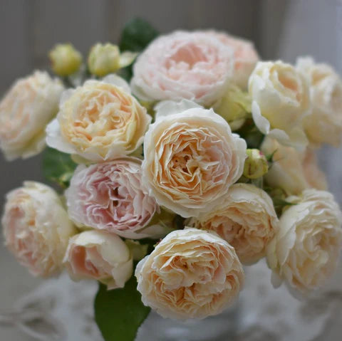 【バラ苗】アンヌ