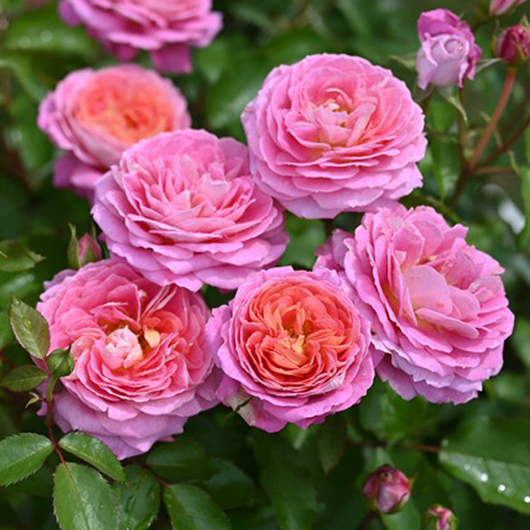 【バラ苗】フルレット