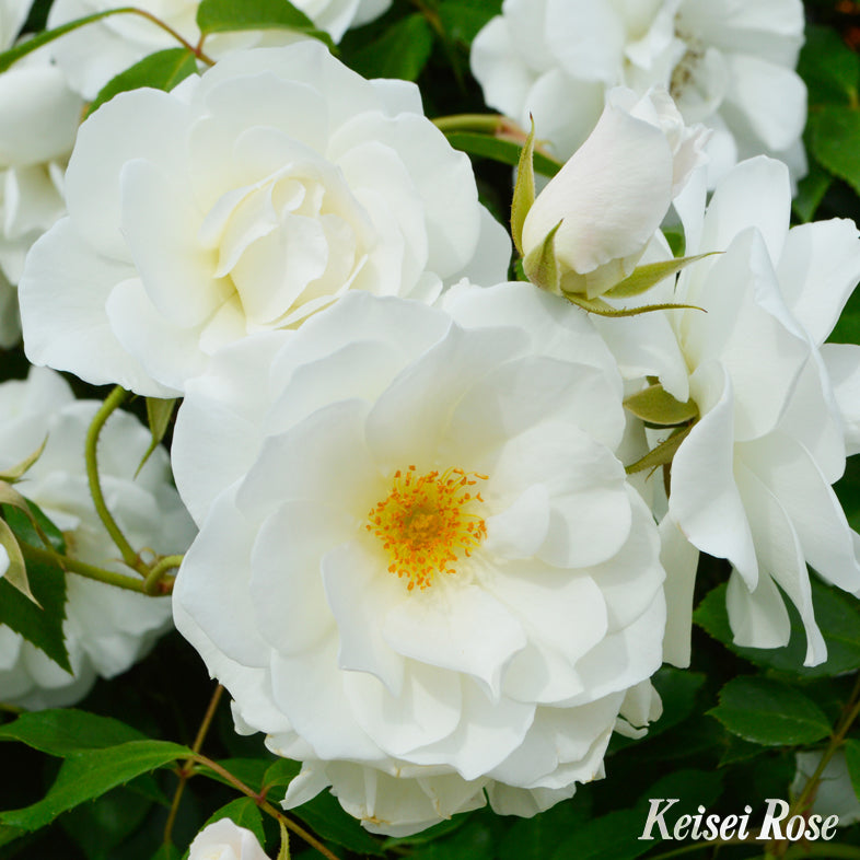 【バラ苗】アイスバーグ (2026年3月発送)