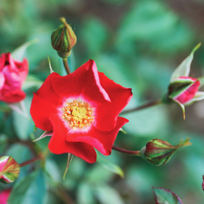 花巻温泉バラ園オリジナル品種「ホットスプリングス」バラ苗 (2026年3月発送)