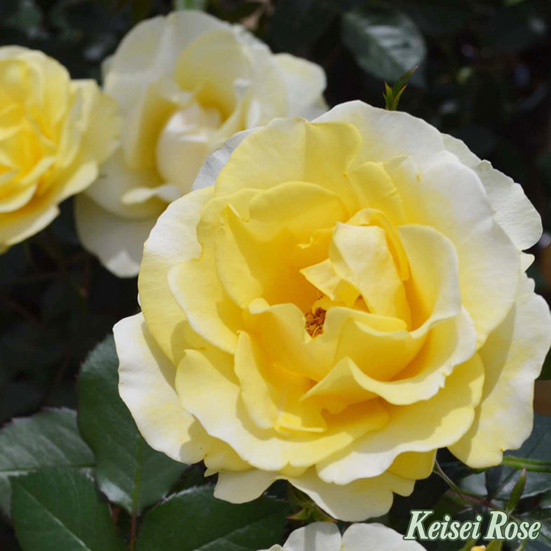 【バラ苗】レヨン ドゥ ソレイユ (2026年3月発送)