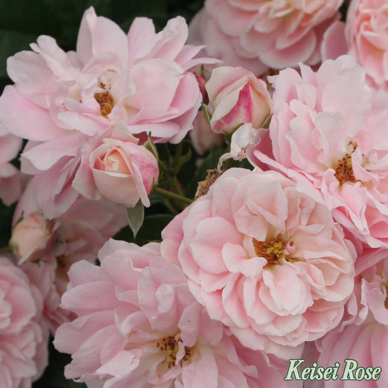 【バラ苗】ロザリー ラ モリエール®【京成バラ園ブランド】