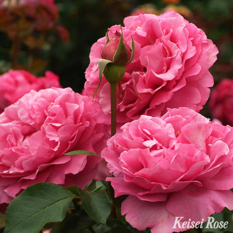 【バラ苗】イブ ピアッチェ(2026年3月発送)