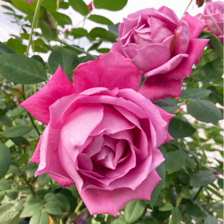 【バラ苗】ブルーパーフューム (2026年3月発送)