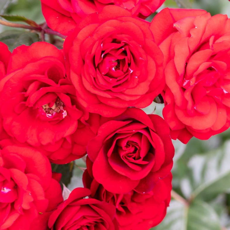 【バラ苗】乾杯(2026年3月発送)