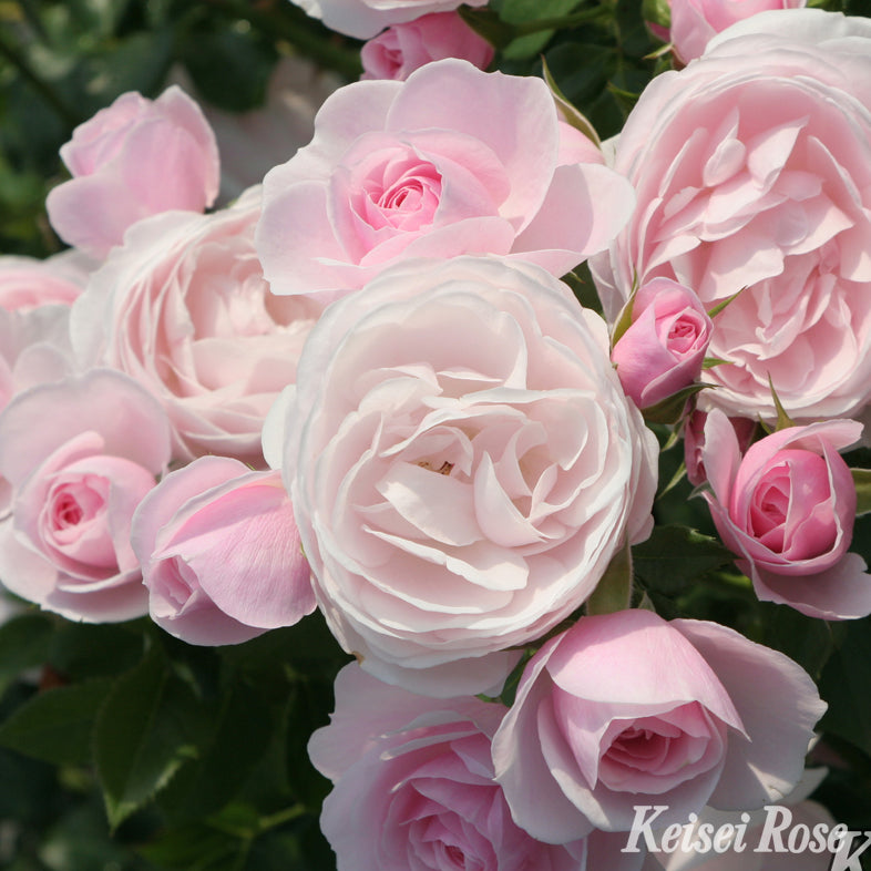 【バラ苗】ハンス ゲーネバイン® (2026年3月発送)