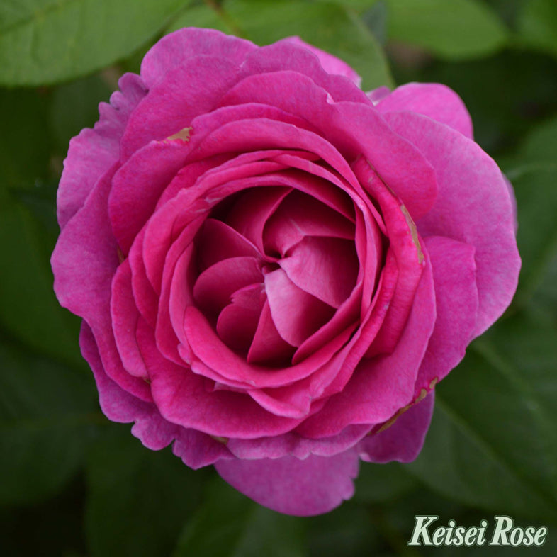 【バラ苗】オドゥールダムール (2026年3月発送)