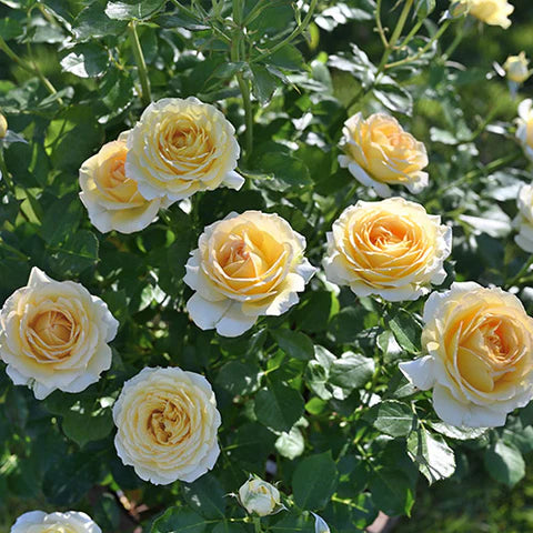 【バラ苗】コート・ドール (2026年3月発送)