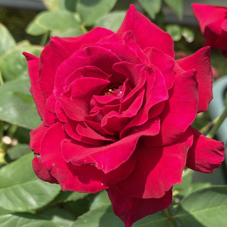 【バラ苗】コリーヌ・ルージュ(2026年3月発送)