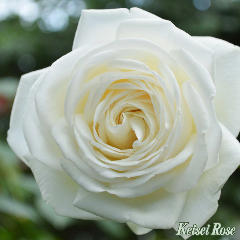 【バラ苗】ビブ ラ マリエ!(2026年3月発送)