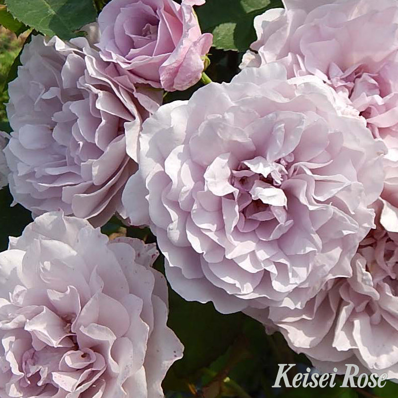 【バラ苗】令の風 (2026年3月発送)