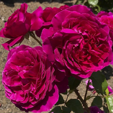 【バラ苗】彩(あや)