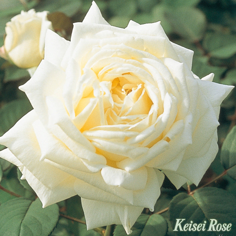 【バラ苗】ロイヤル プリンセス(2026年3月発送)