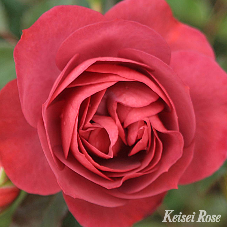 【バラ苗】コーヒー オベーション(2026年3月発送)