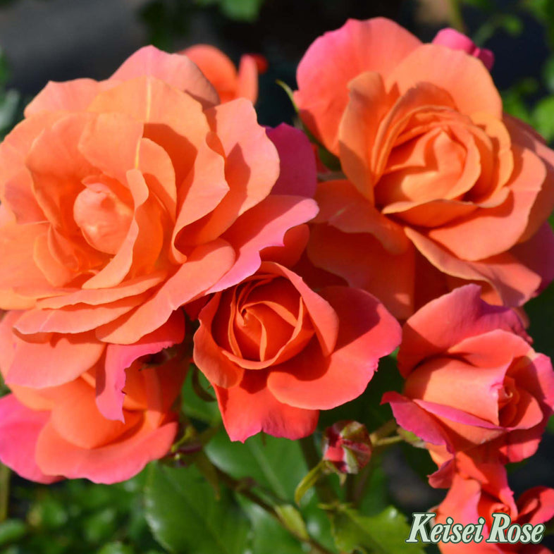 【バラ苗】ディズニーランド ローズ【京成バラ園ブランド】