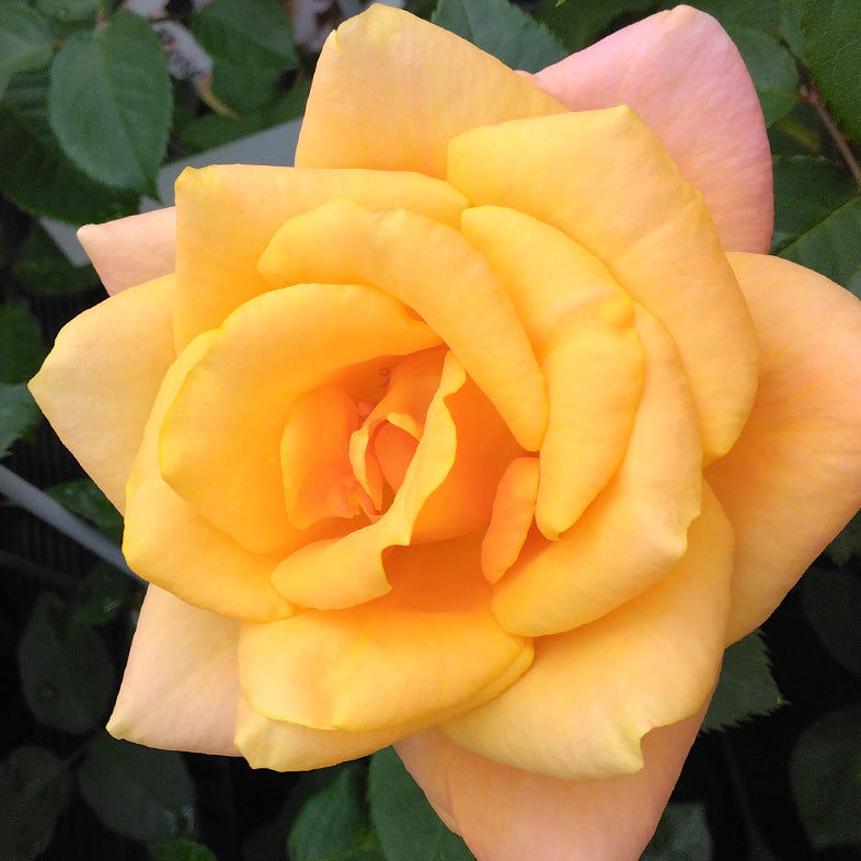 【バラ苗】レミーマルタン(2026年3月発送)