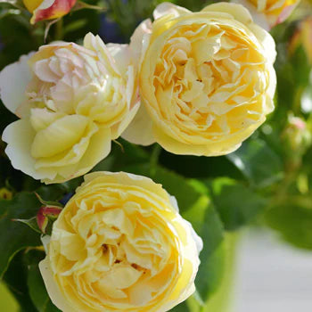 【バラ苗】シャトー・ドゥ・シュベルニー(2026年3月発送)