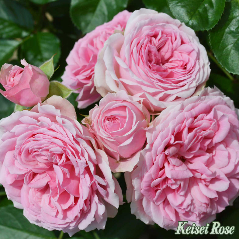 【バラ苗】ラリッサ バルコニア (2026年3月発送)