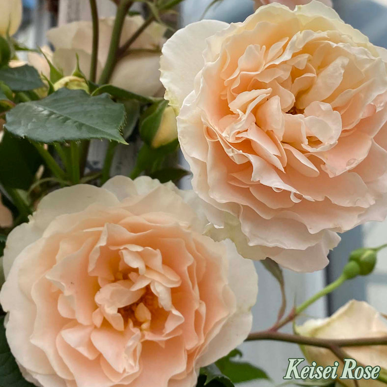 【バラ苗】マティアス クラウディウスローズ (2026年3月発送)