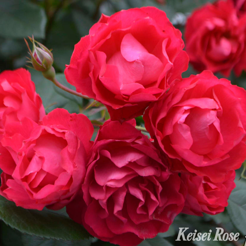 【バラ苗】チェリー ボニカ