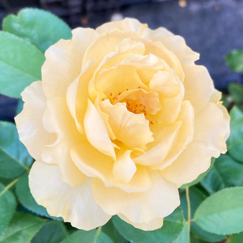 【バラ苗】ジュリアチャイルド