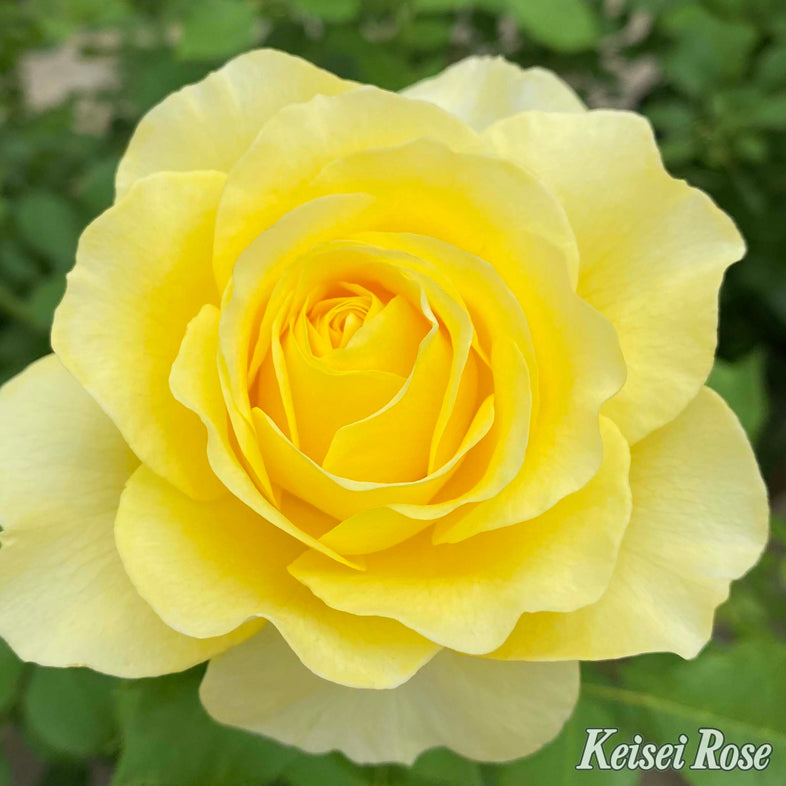 【バラ苗】ライムライト グランディローサ