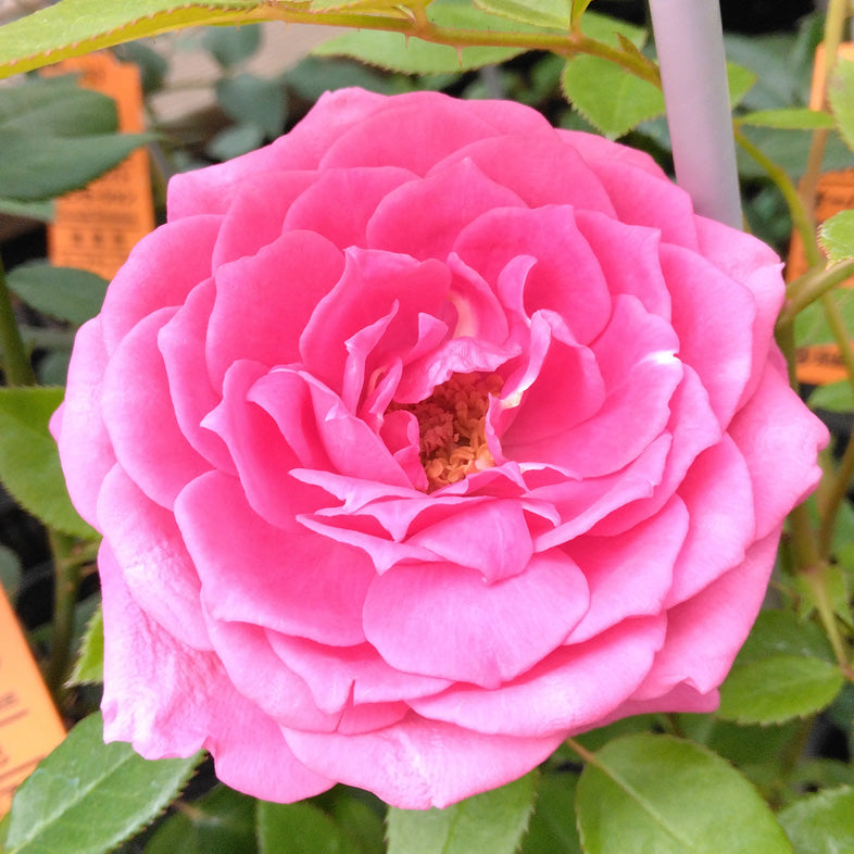 【バラ苗】オーバーナイトセンセーション(2026年3月発送)