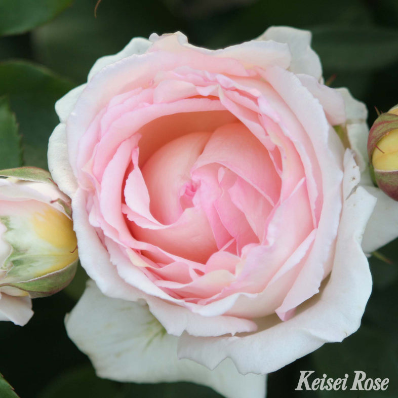 【バラ苗】薫乃(2026年3月発送)