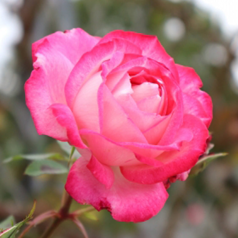 【バラ苗】聖火(2026年3月発送)