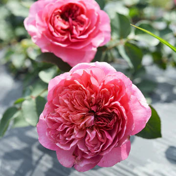 【バラ苗】フラマン・ローズ (2026年3月発送)