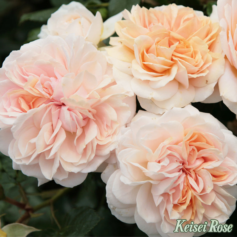 【バラ苗】ガーデン オブ ローゼズ(2026年3月発送)