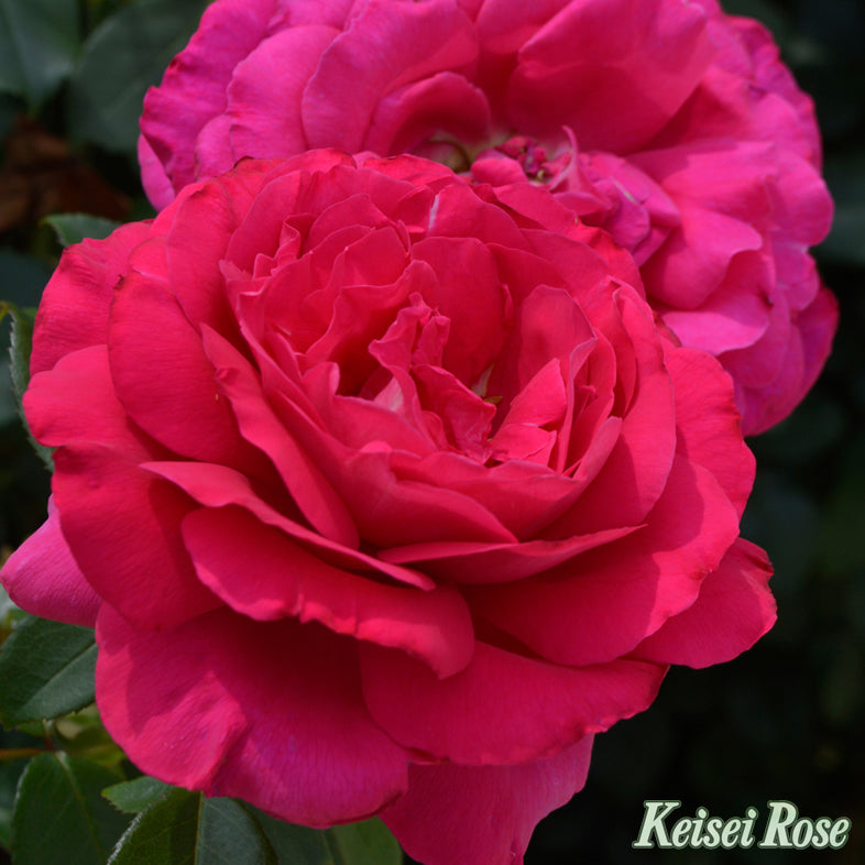 【バラ苗】王妃アントワネット®【京成バラ園ブランド】