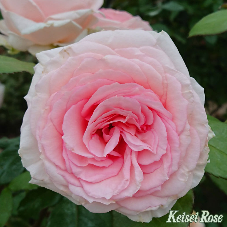 【バラ苗】マカロン ピンク (2026年3月発送)