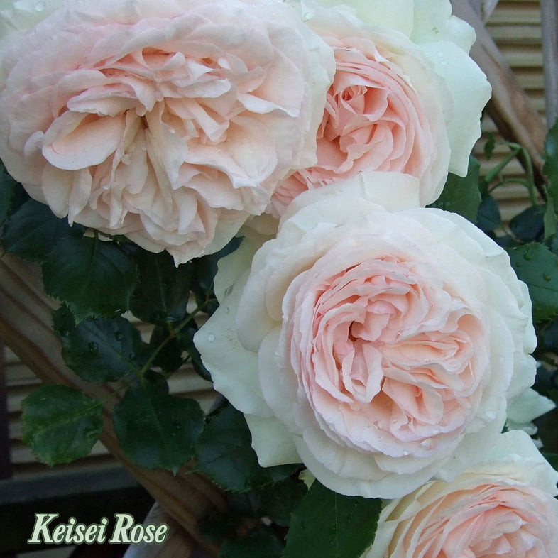 【バラ苗】ブラン ピエール ドゥ ロンサール®(2026年3月発送)