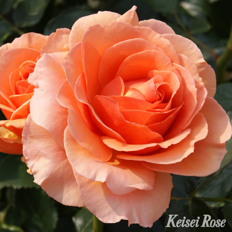 【バラ苗】杏奈(あんな) (2026年3月発送)