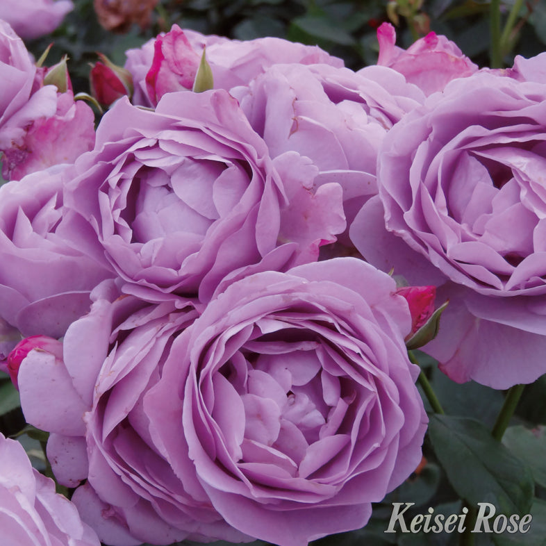 【バラ苗】しのぶれど(2026年3月発送)