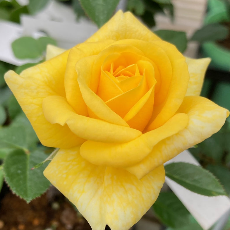 【バラ苗】サン スプリンクルズ(2026年3月発送)