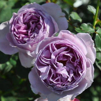 【バラ苗】リラ