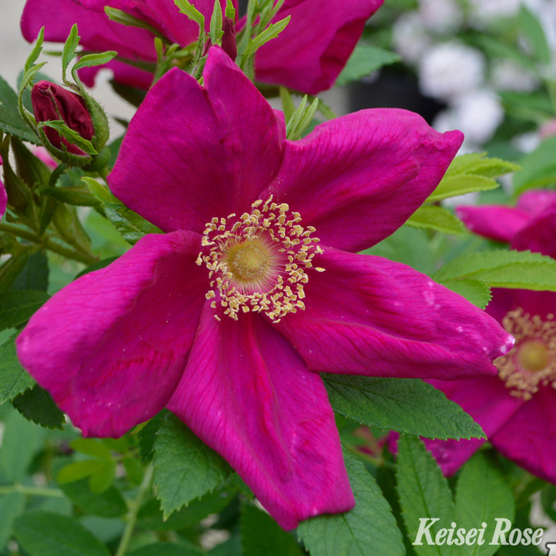 【バラ苗】ピューティア(2026年3月発送)