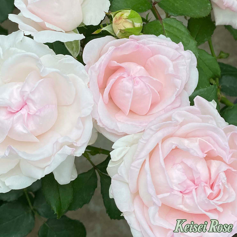 【バラ苗】クンツァイト (2026年3月発送)