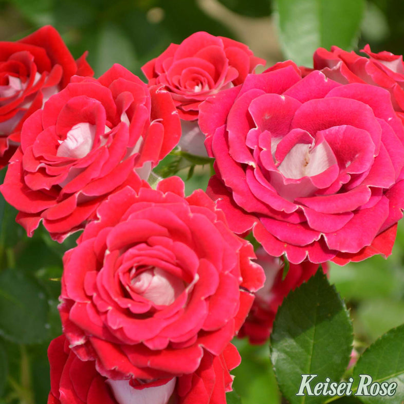 【バラ苗】岳の夢