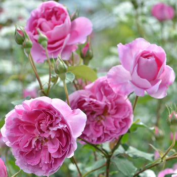 【バラ苗】ラファエル (2026年3月発送)