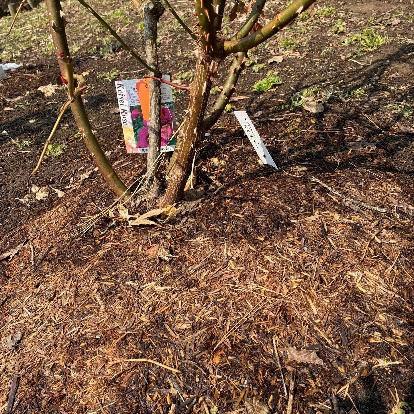 【園芸資材】花巻温泉バラ園のマルチファイバー10ℓ