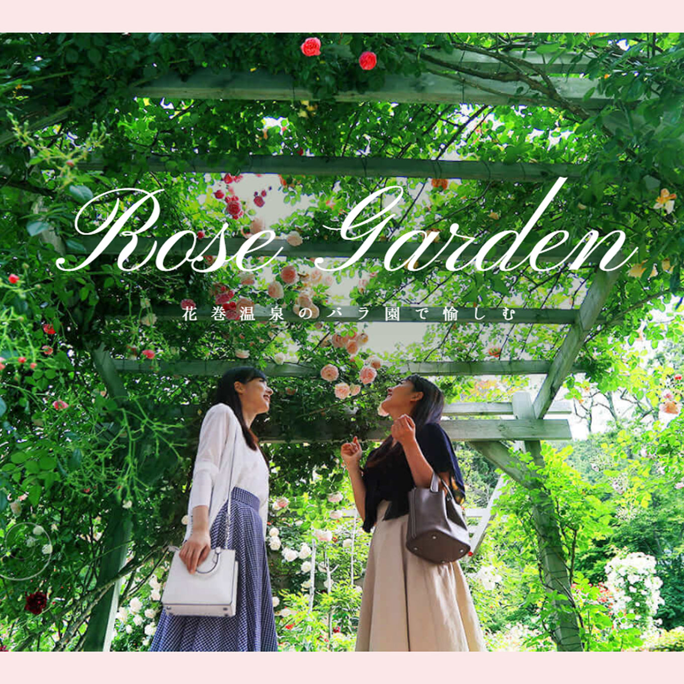 花巻温泉バラ園オリジナル品種「ホリデー花巻」バラ苗 (2026年3月発送)