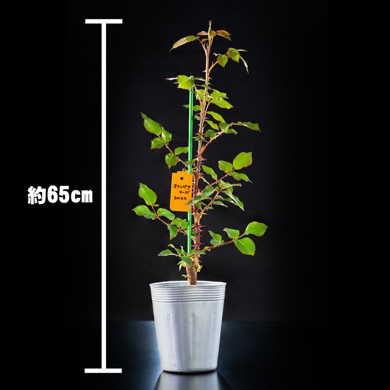 花巻温泉バラ園オリジナル品種「オリンピアローズ2020」バラ苗  (2026年3月発送)